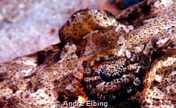 Eye of Crocodile Fish ... looking from eye to eye..... ni... by André Elbing 